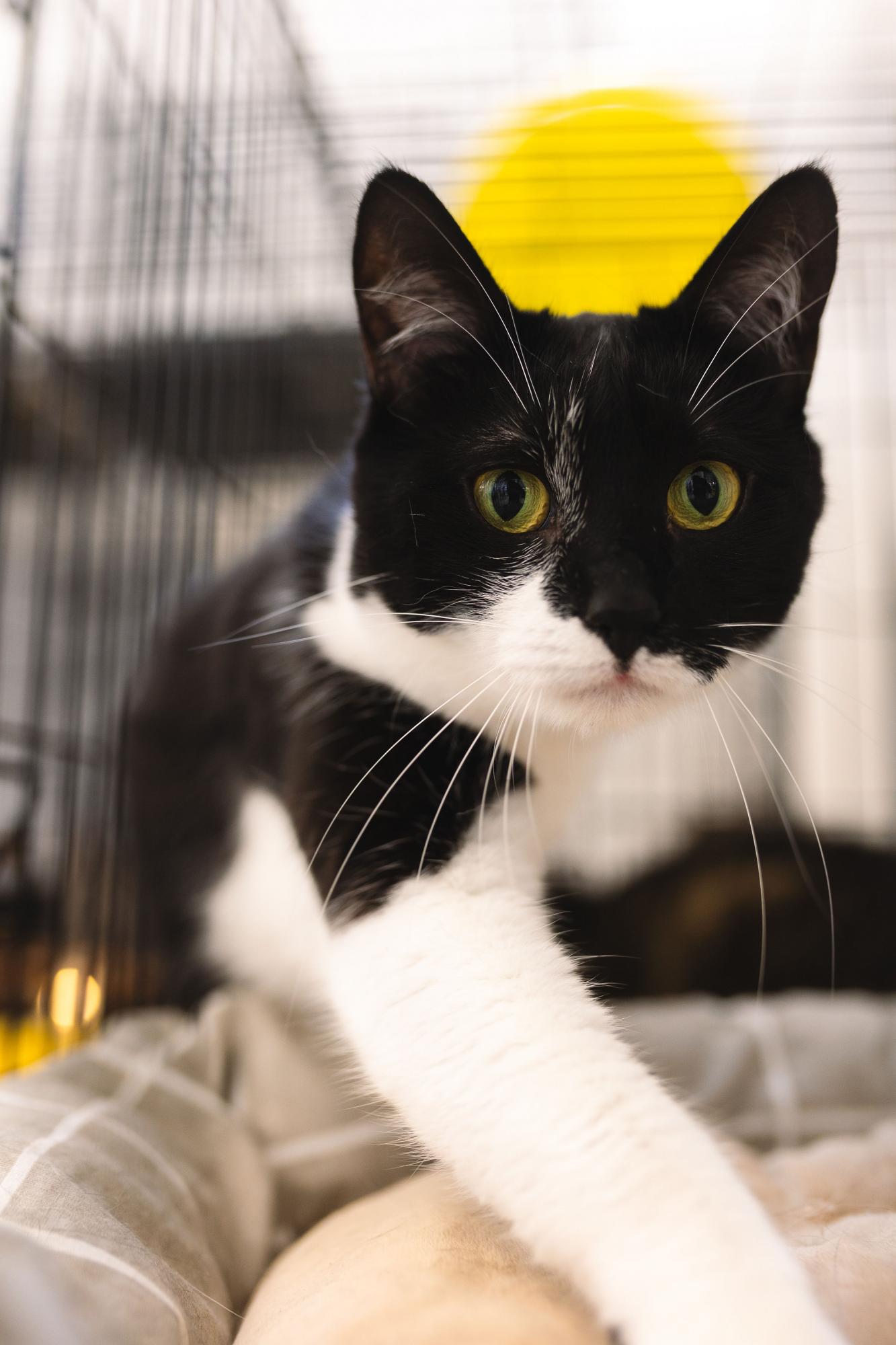 Им нужна семья. В Киеве будут бесплатно раздавать кошек и собак: где и когда